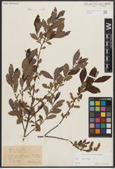 Foto von Salix aurita L.
